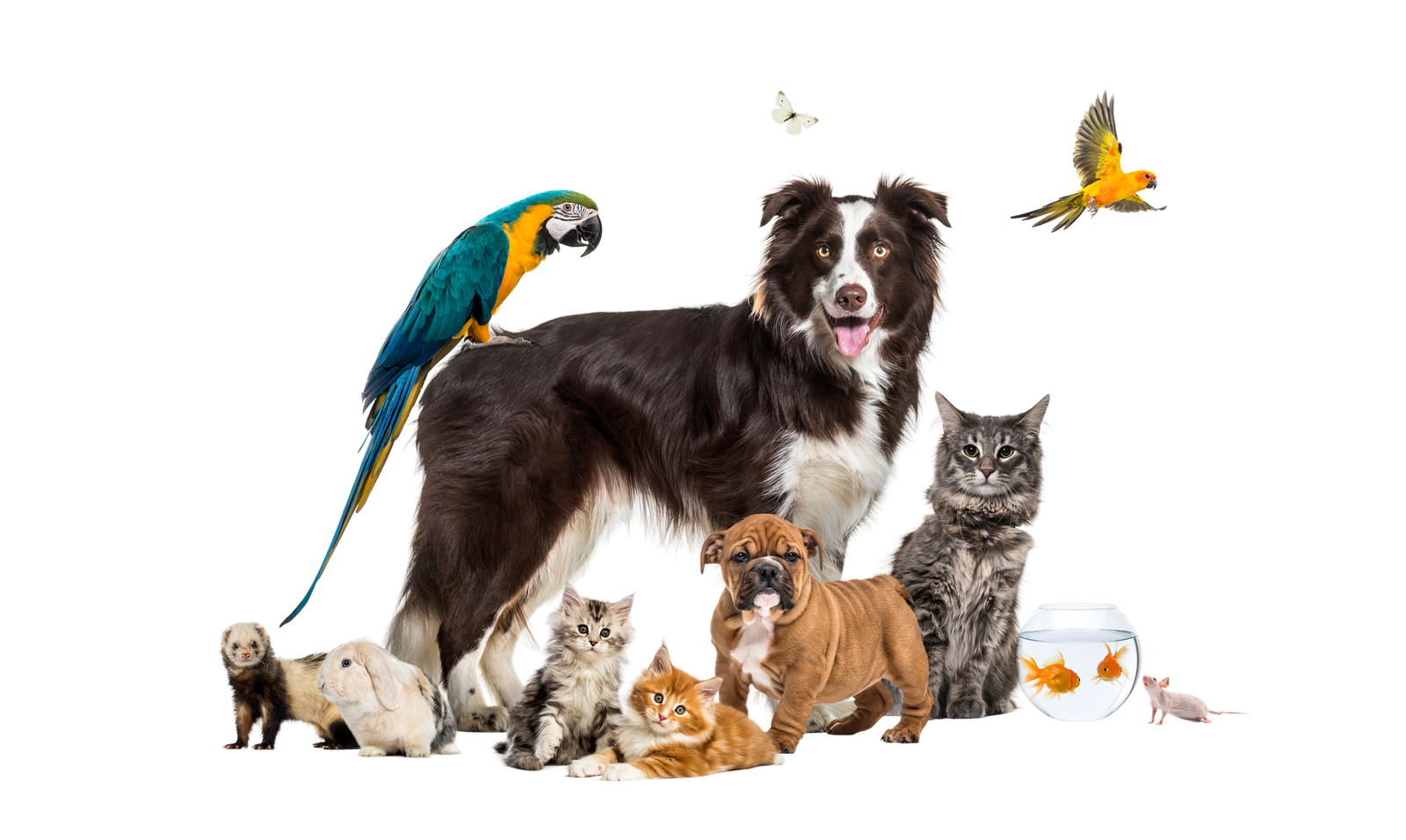Grupo de animais de estimação