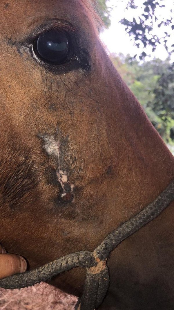 Focinho do cavalo cicatrizado após o tratamento