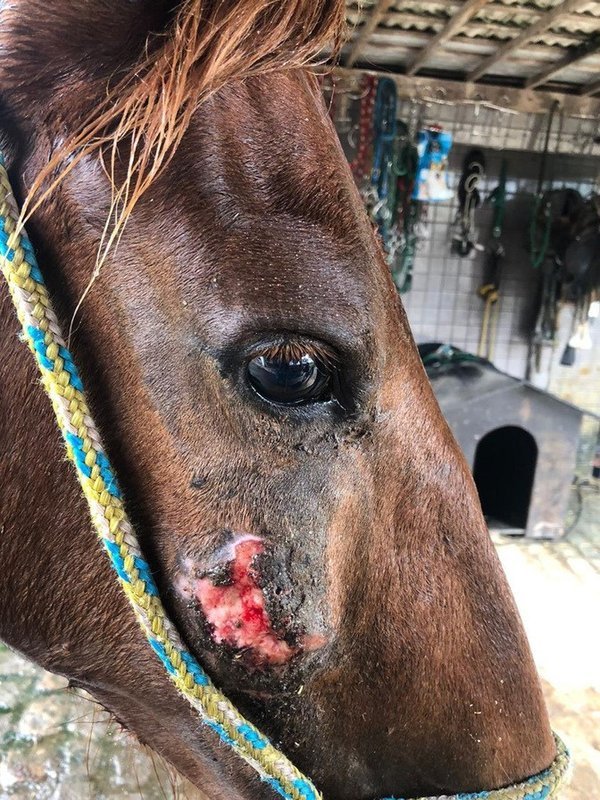 Ferida no focinho de um cavalo antes do tratamento