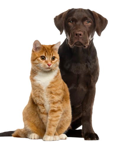Gato e cachorro